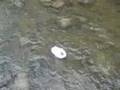 The Worst Paper Boat Ever!! Right From Wrong - Saving One