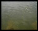 Swimbait artesano por Andrés Herrador