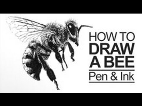 video-linktoworks-Pen and Ink Lesson - How to Draw a Bee - YouTube