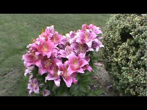 how to replant stargazers