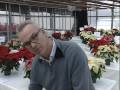 Christmas flowers in bloom at Vineland