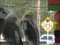 the-aviary-92307.html