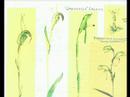 My beautiful 92yo mum and her Australian orchid paintings My beautiful 92yo mum and her Australian orchid paintings