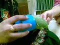 Talking Parrot