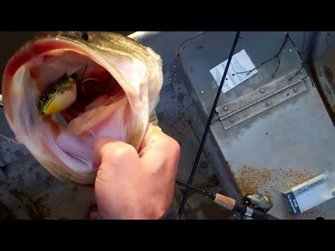 top water bass