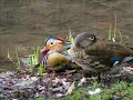 Es wird Sommer im Volkspark Berlin - Friedrichshain (Video) Es wird Sommer im Volkspark Berlin - Friedrichshain (Video)