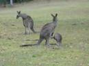 Kangaroos