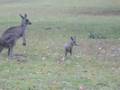 Kangaroos