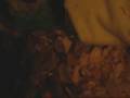 Red tail boa, (baby)