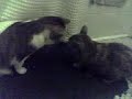 Kitty Rejection Kitty Rejection