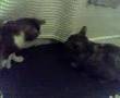 Kitty Rejection