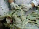 anatomia miologia canina