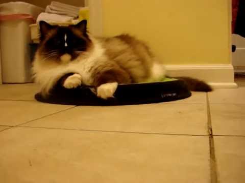 0 Beds for Cats   Sometimes Its All About Placement