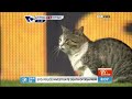 Kedi canını....  Cat delays Liverpool, Tottenham clash: http://www.youtube.com/watch?v=T00mCRZiDB8&feature=youtu.be @youtube aracılığıyla