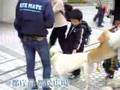 盲導犬と一緒に歩こう人形