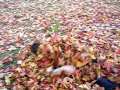 The Leaves Come Alive!