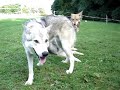 Saarlooswolfhunde Askani,Onex und Che Tala