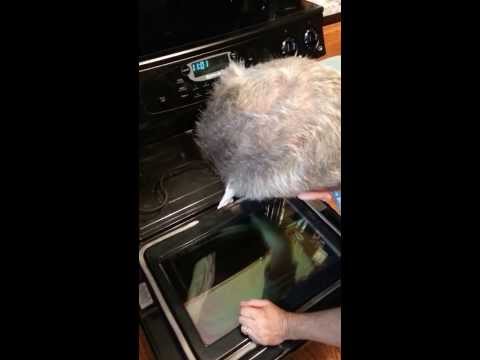 how to clean glass oven door
