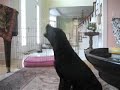 うたう犬動画