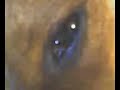 Yoko Ono Eye Blink Parody Yoko Ono Eye Blink Parody