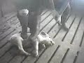 Cruelty at Seaboard Farms Cruelty at Seaboard Farms