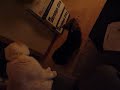Maddie chasing tail 001.MOV