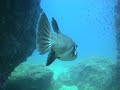 Diving in Phi Phi 2