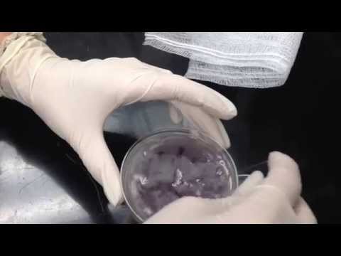 how to isolate spore forming bacteria