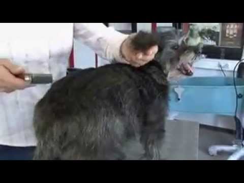 Mars ALCOSO Coat King Multi-Trimm-Striegel für Hunde