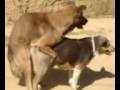 Mizo dogs mating