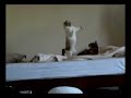 Pouncing cat is Matrix-esque