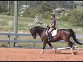 2001 Westfalen Gelding 2001 Westfalen Gelding