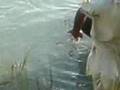 Abaseen ( Indus) Zarobai.Swabi:02