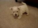Westies arrive home