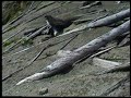Mount St. Helens National Volcanic Monument (Part 1)