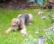 Airedale Terrier video