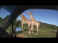 Giraffe Sex Safari!