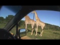 Giraffe Sex Safari South Africa