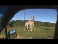 Giraffe Sex Safari!