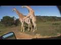 Giraffe Sex Safari!