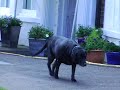 Dogs Day Out - HHS. I did not write this I hate it.