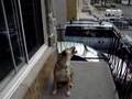 chien collant