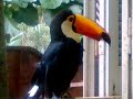 El tucan toco (tuky)