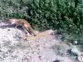 freak cat freak cat