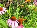 monarch butterflies on coneflowers