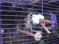 carduelis carduelis x carduelis carduelis 2 carduelis carduelis x carduelis carduelis 2