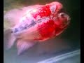 Flowerhorn