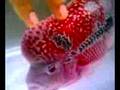 Flowerhorn