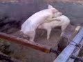 LOS COCHINOS