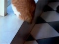 Cat\
